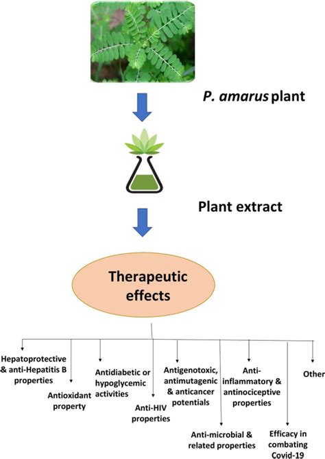 An insight into the potent medicinal plant Phyllanthus amarus .